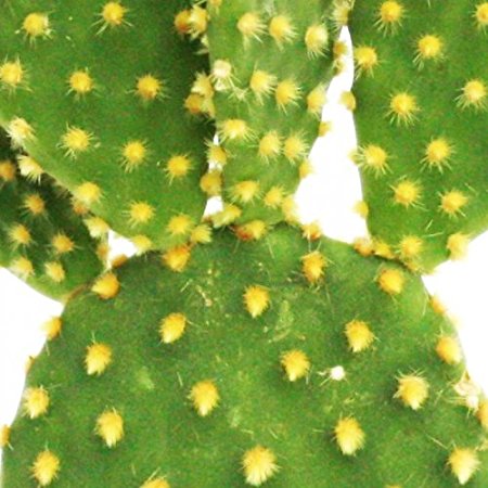 Prickly Pear Carrier Oil